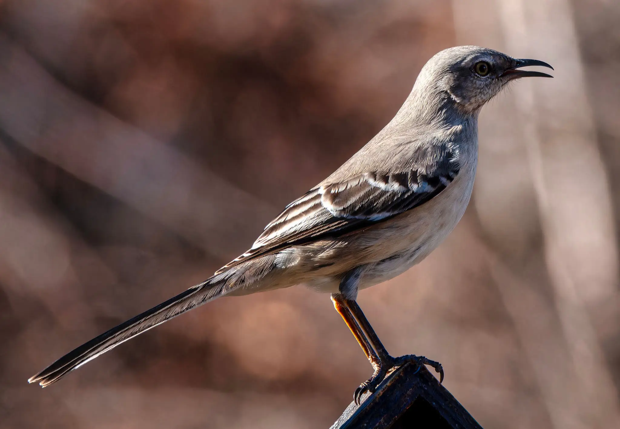 Gray bird with long tail perched, beak open