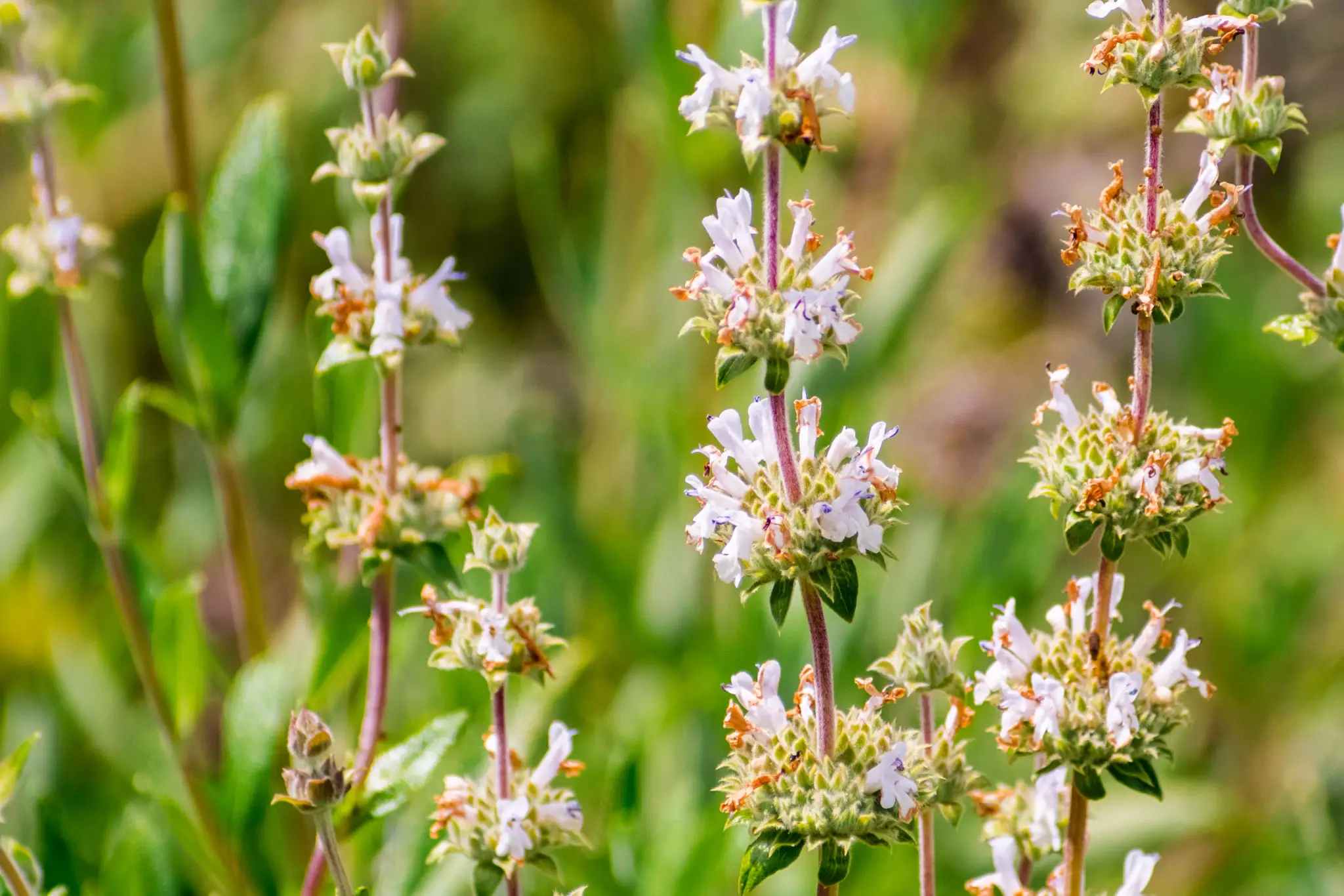 Close-up of white wildflowers on stems