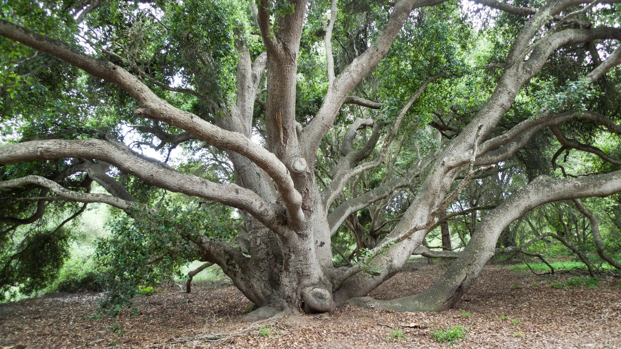 Sprawling oak tree with many thick branches
