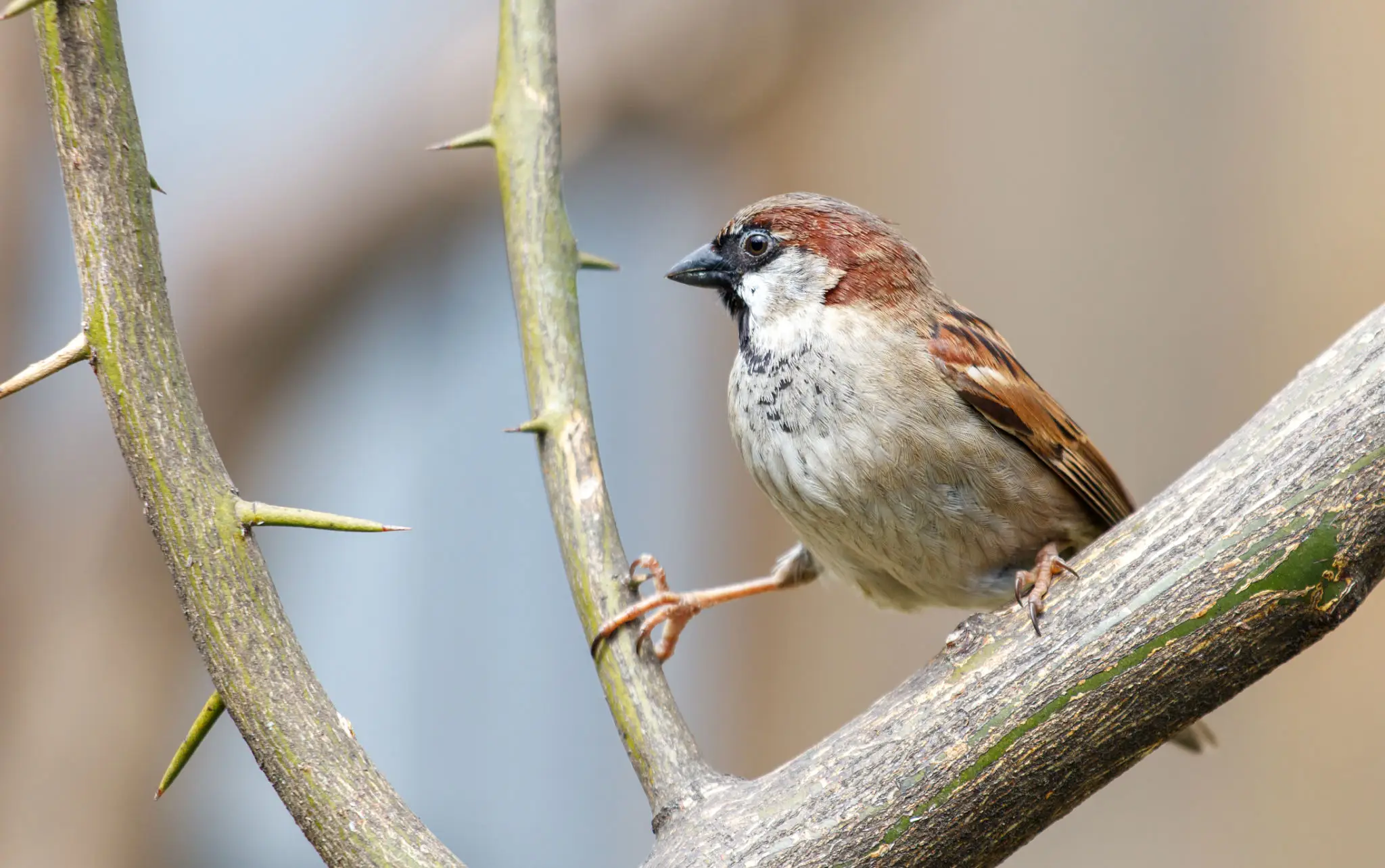 House sparrow perched on thorny branch