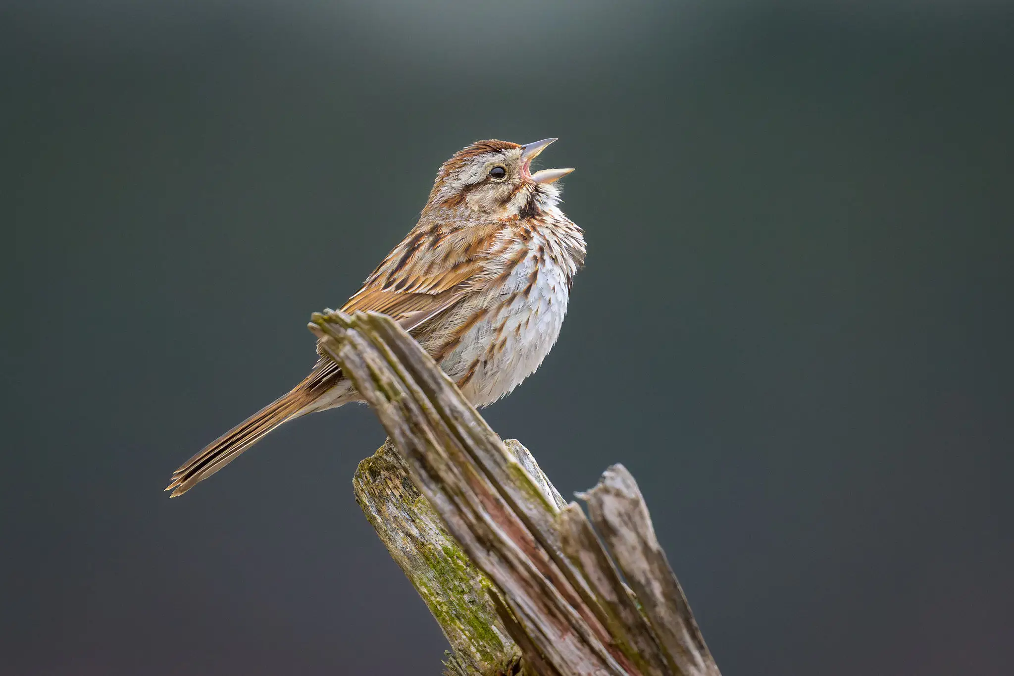 Sparrow singing perched on weathered wooden post