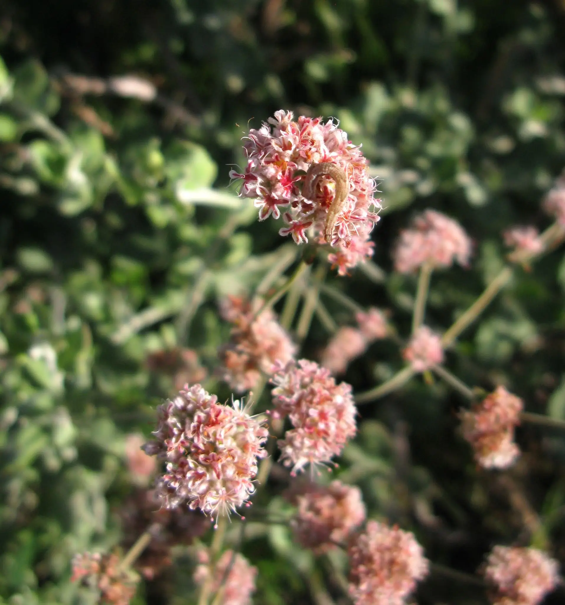 Caterpillar on pink flower cluster