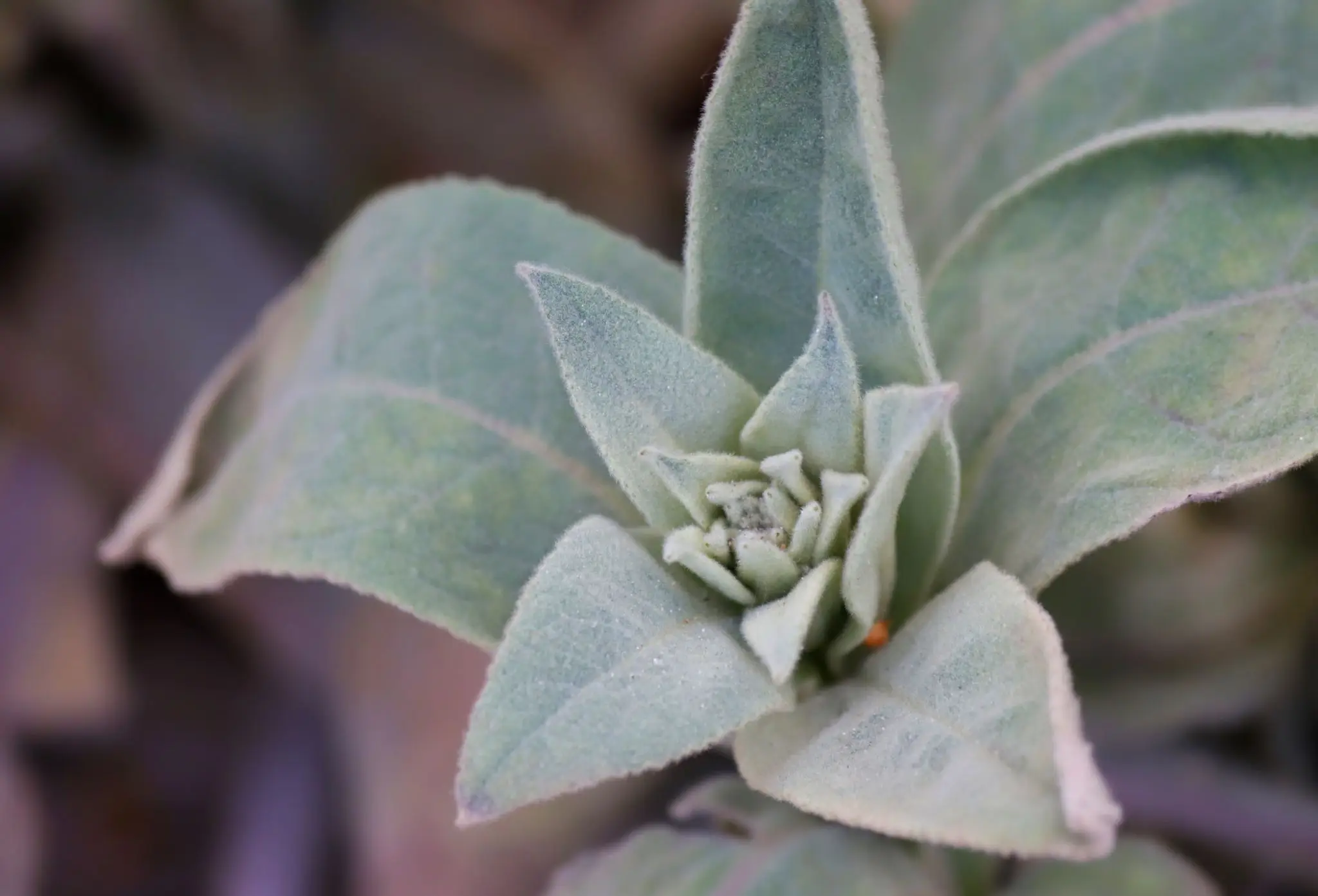 Close-up of fuzzy silver-green plant leaves