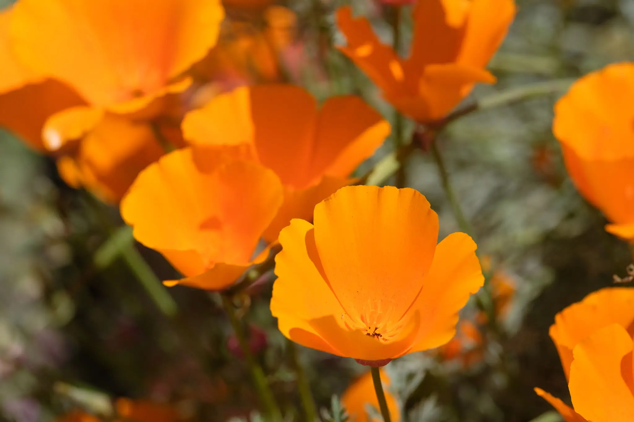 Close-up bright orange poppy flowers
