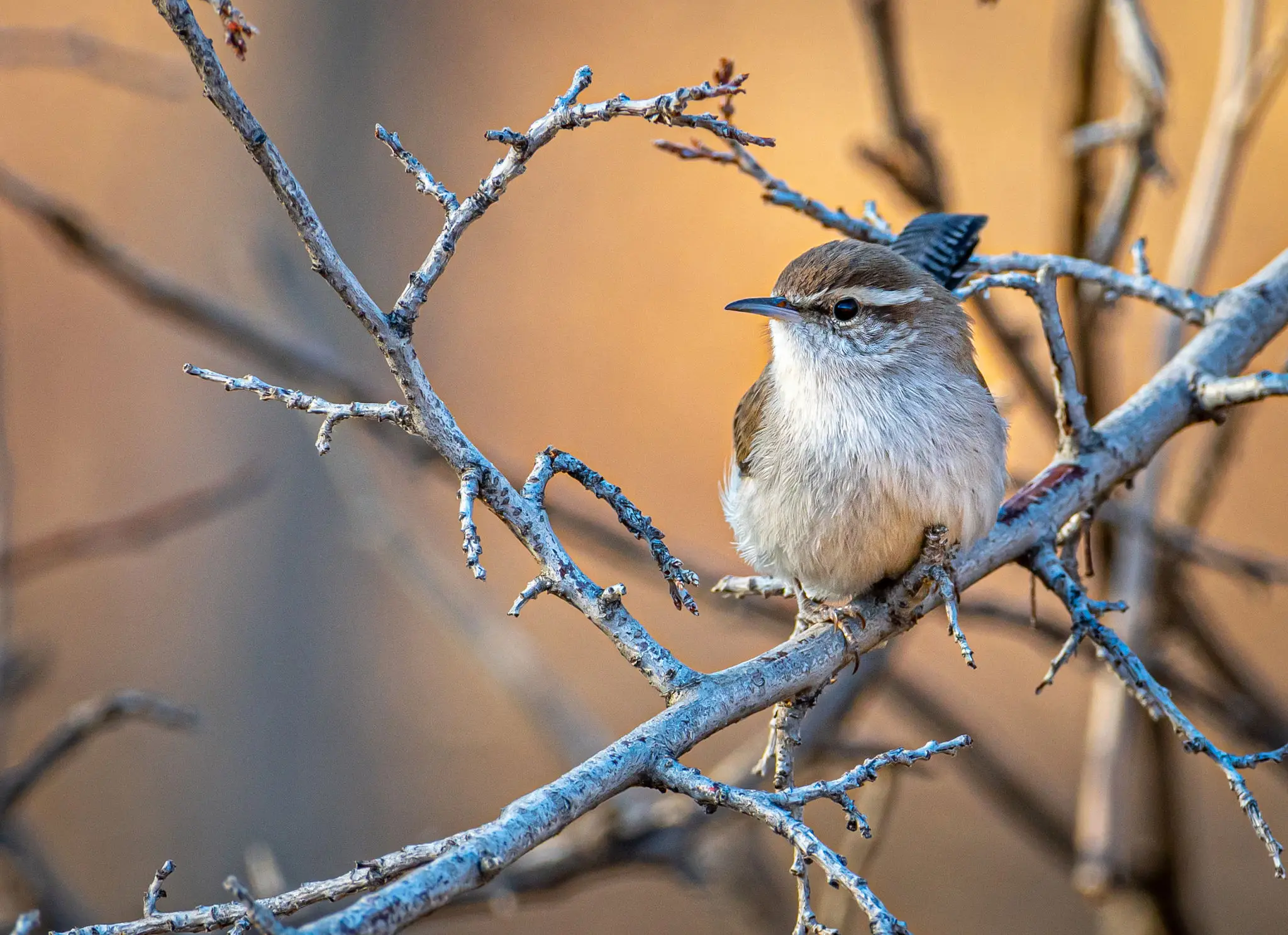 Small brown bird perched on bare branches