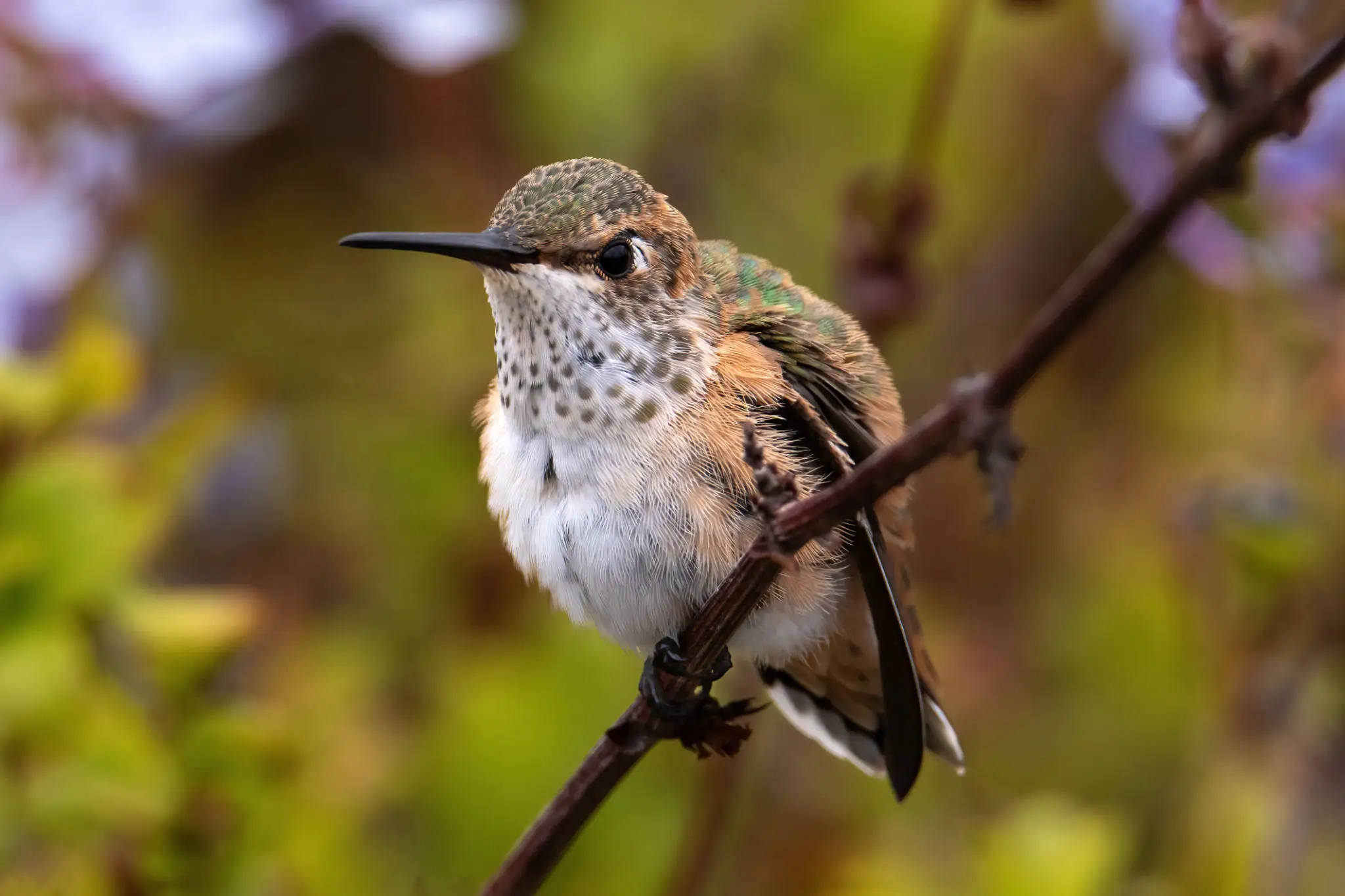 Close-up hummingbird perched on thin branch