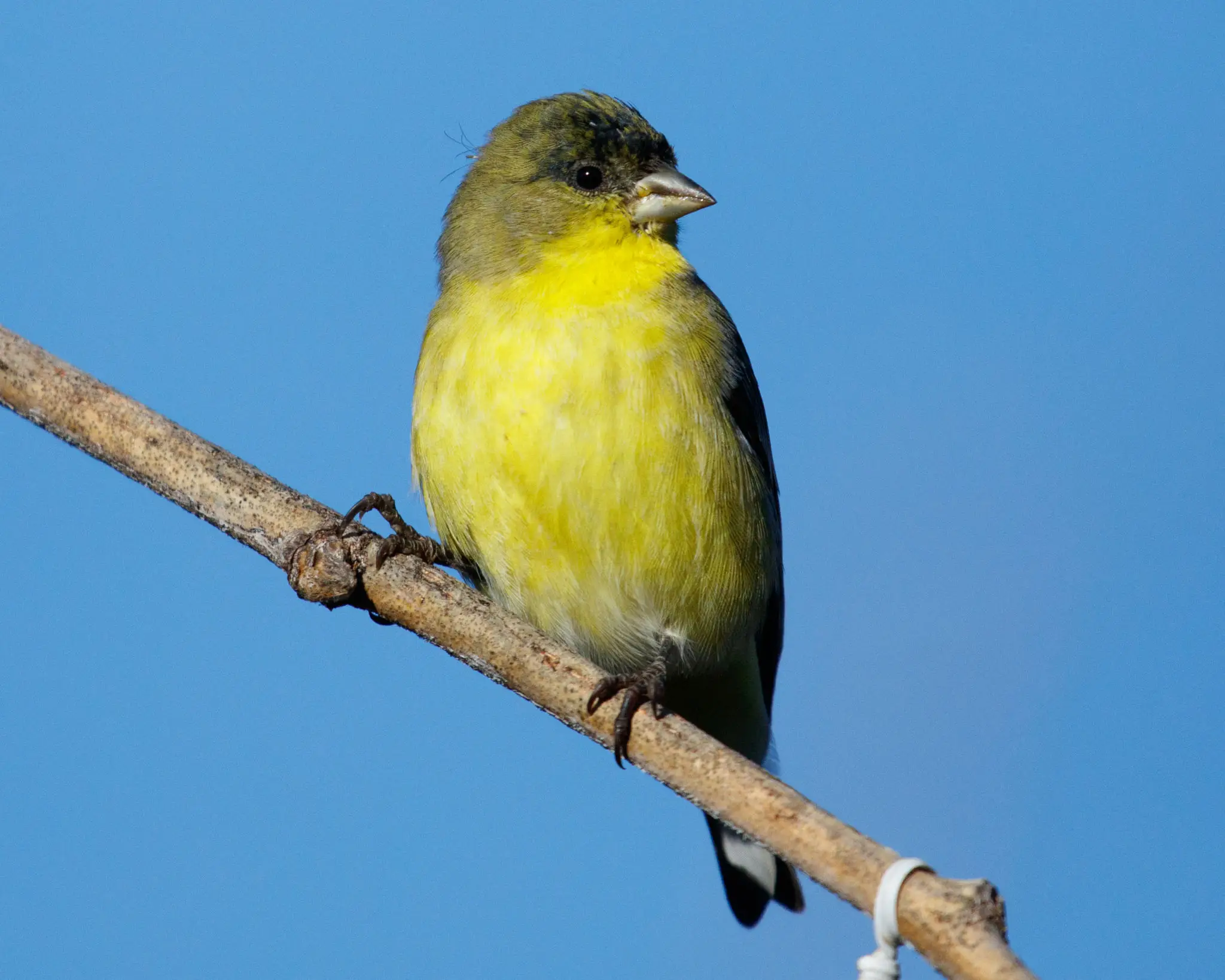 Yellow bird perched on branch