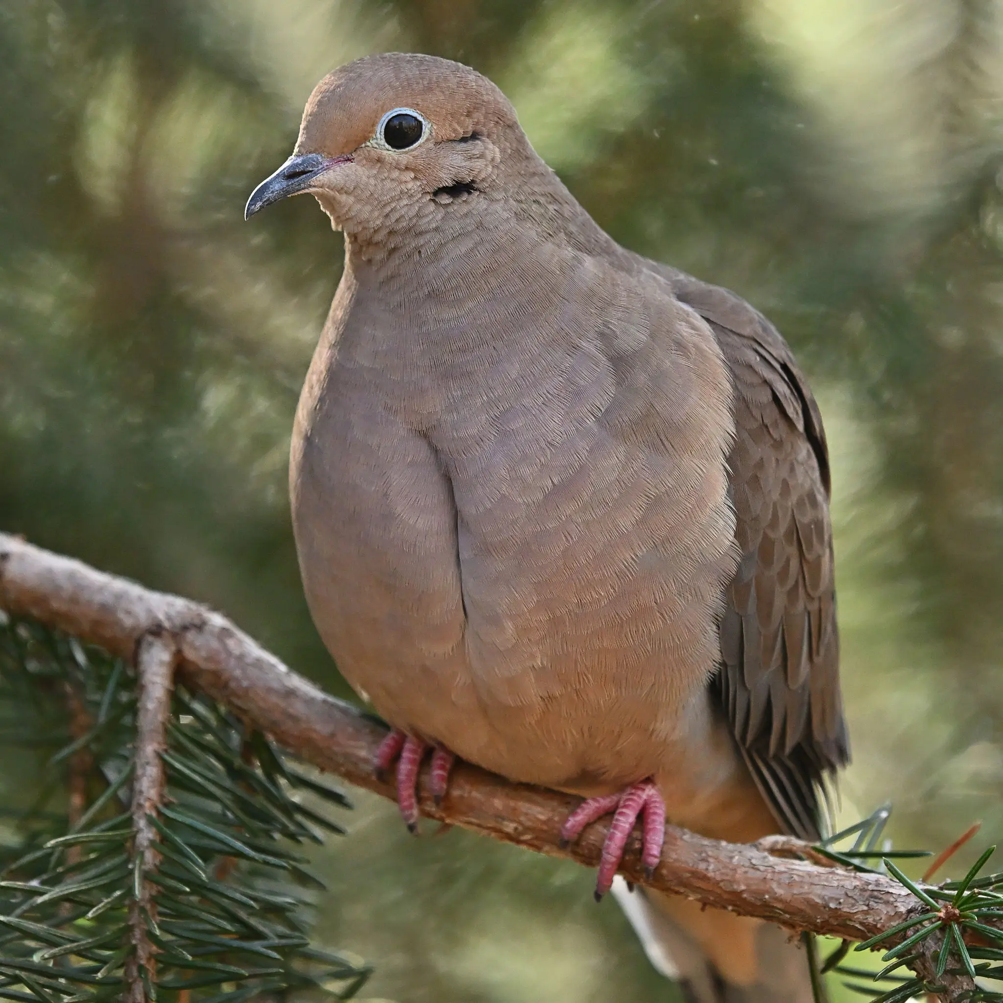 Close-up brown dove perched on branch