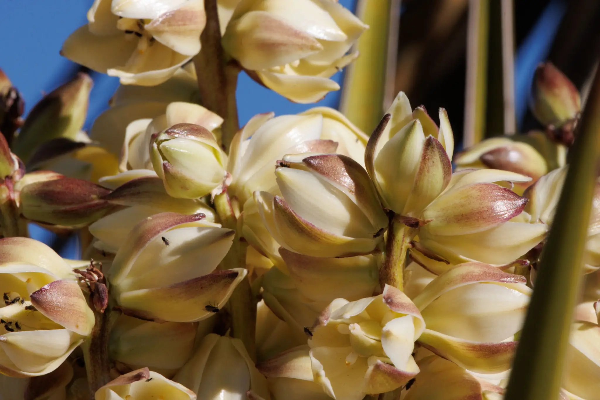 Close-up of cream yucca flower cluster