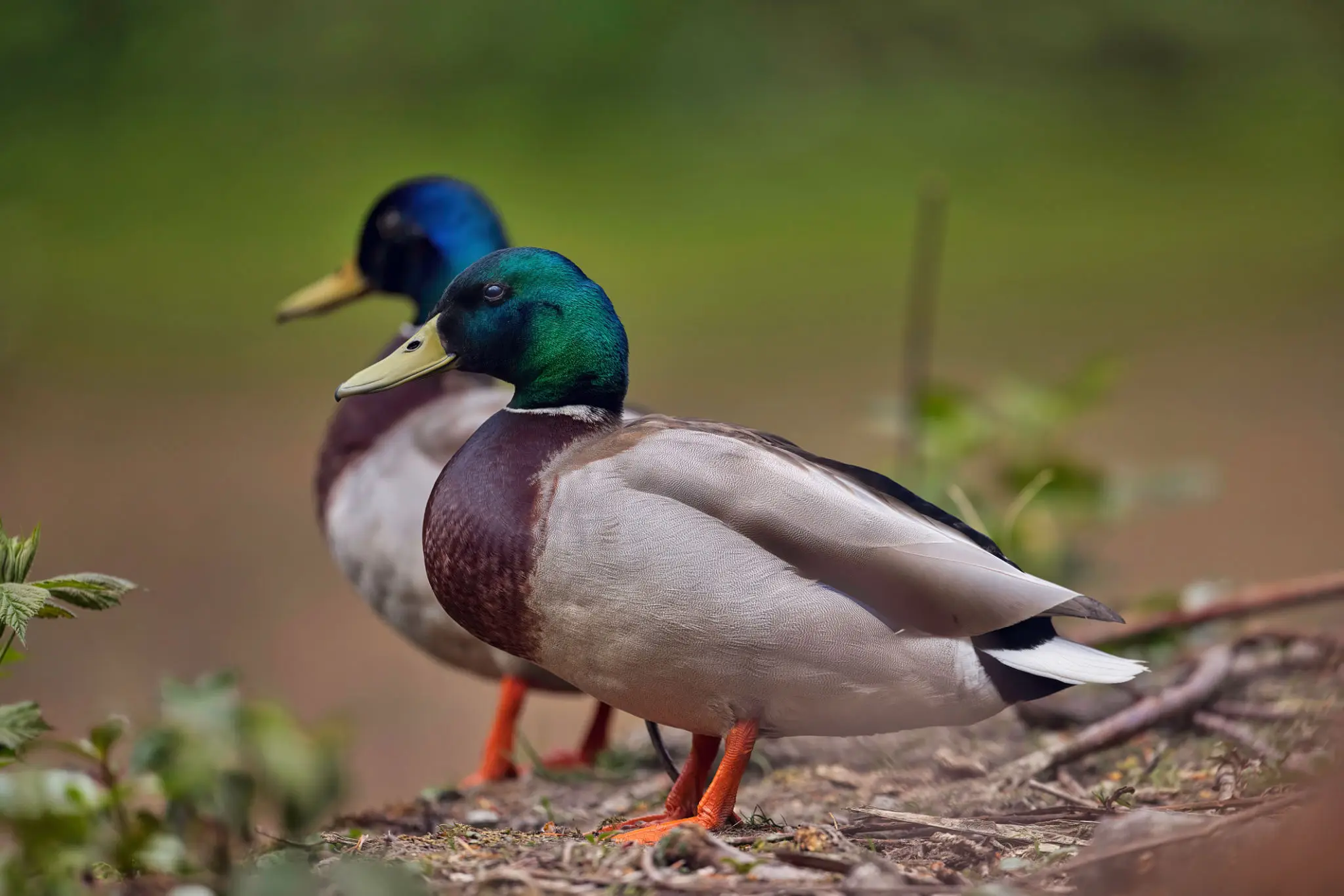 Two mallard ducks with green heads