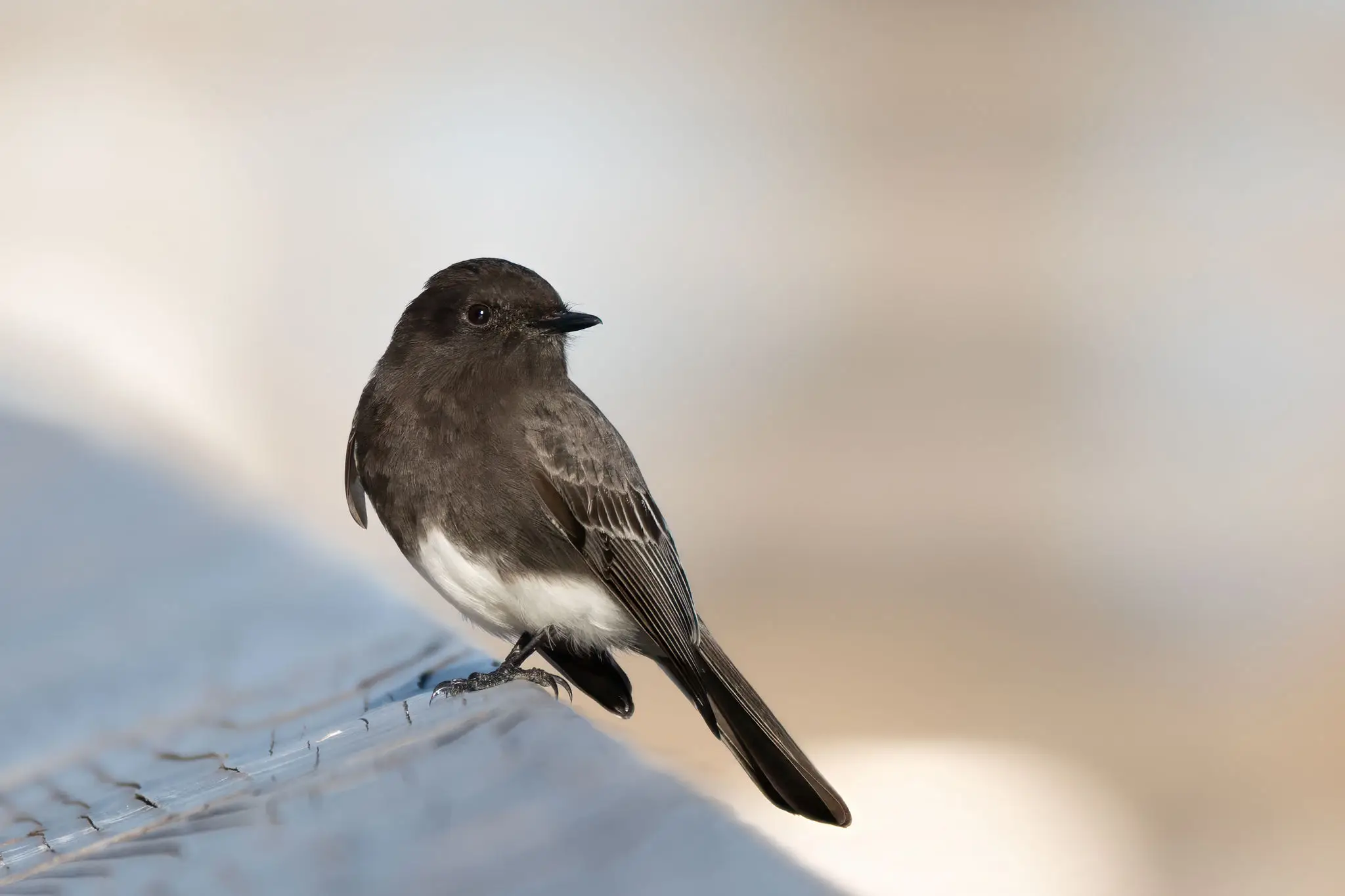 Small dark bird perched on snowy surface