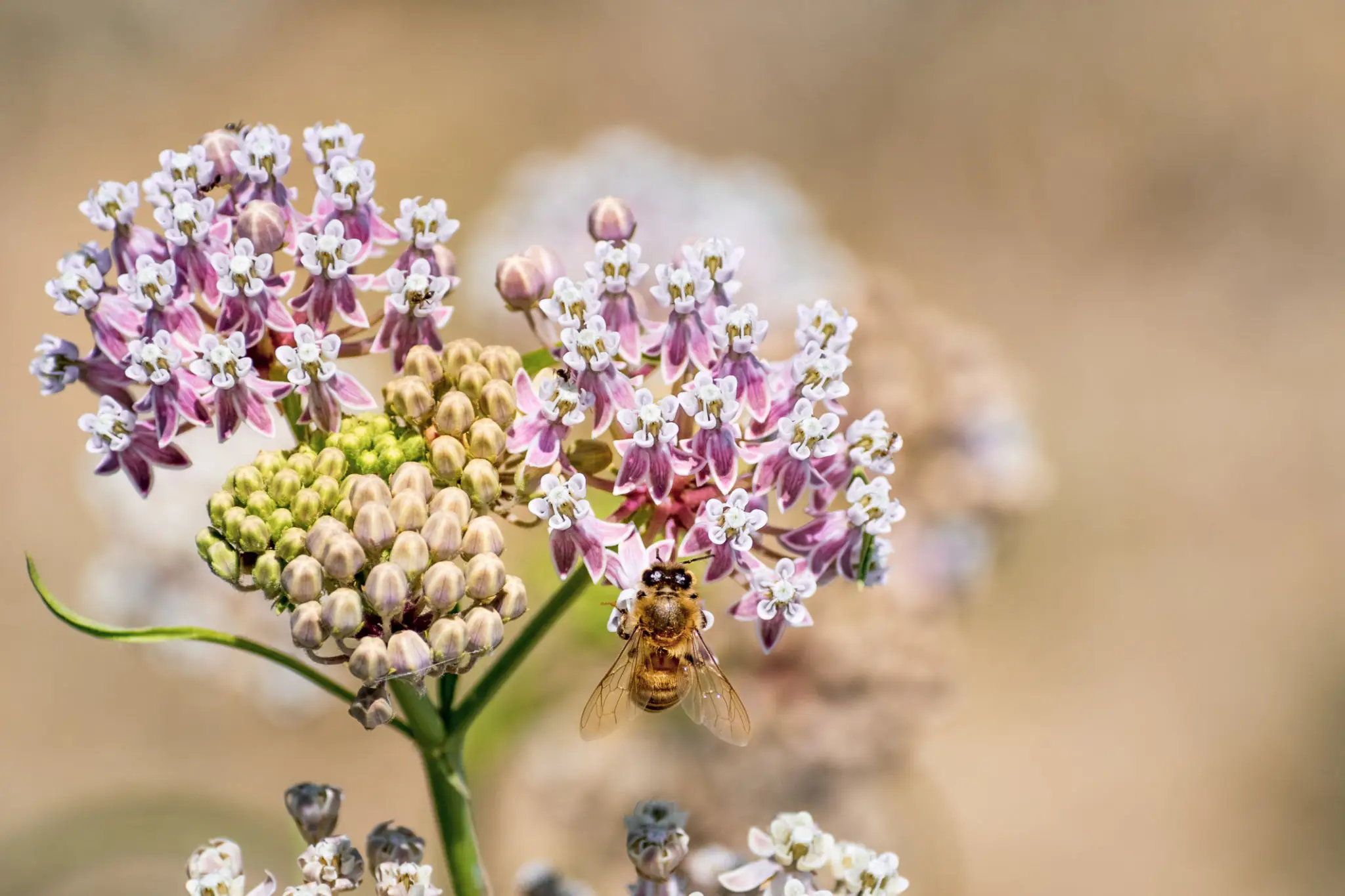 Bee on pink and white flowers