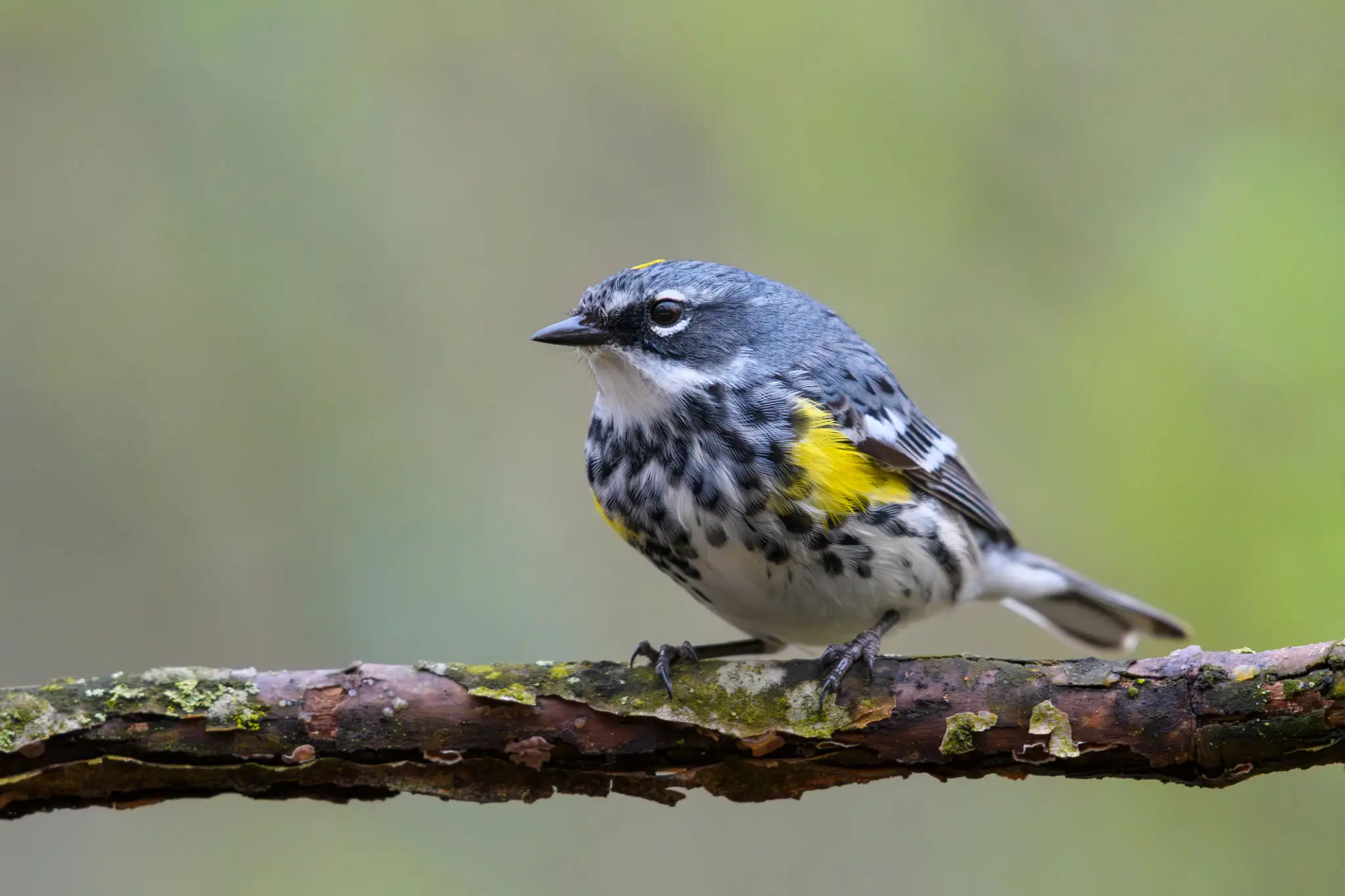 Yellow-rumped warbler on mossy branch