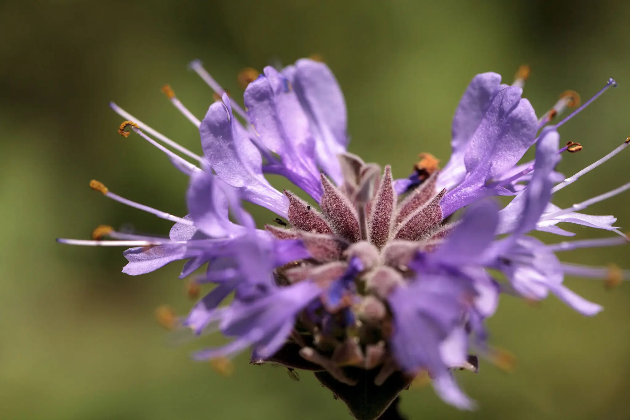 Close-up purple flower with long stamens